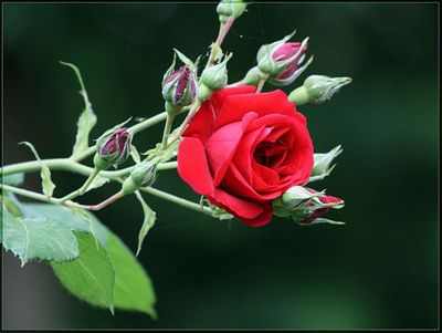 Красивые розы