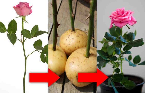 розы из картошки