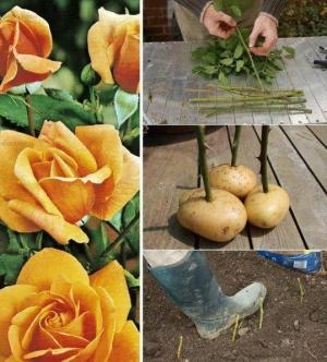выращиваем черенки розы в картошке