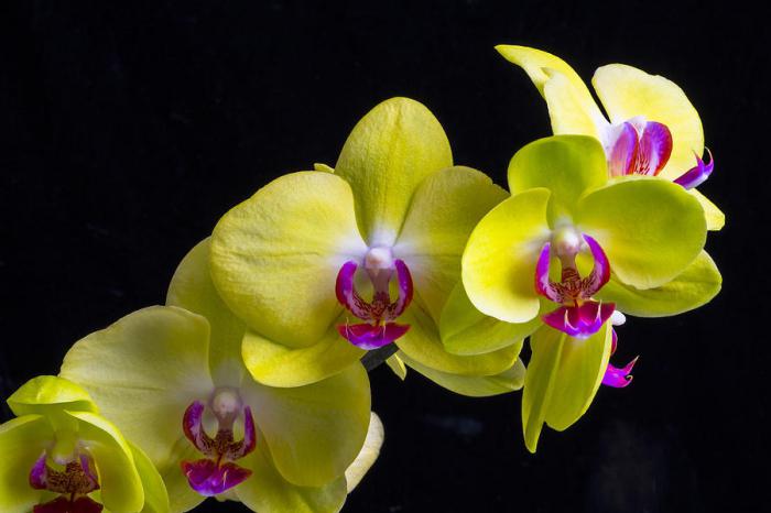 Желтые орхидеи.