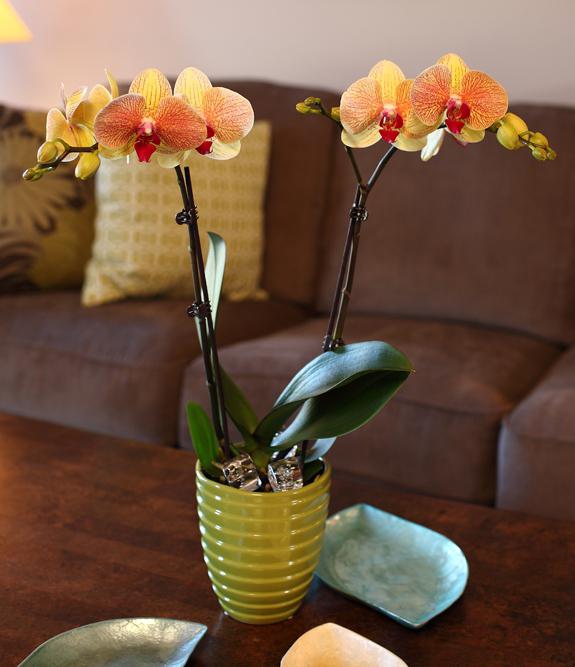 Букет из желтых орхидей.