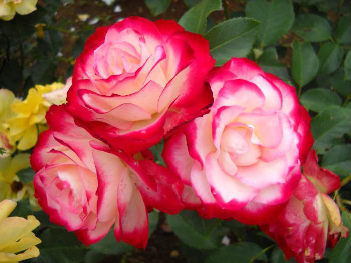 самые красивые цветы в мире фото розы