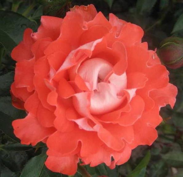 самые красивые розы в мире фото с названиями