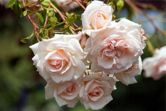 какие самые красивые розы в мире