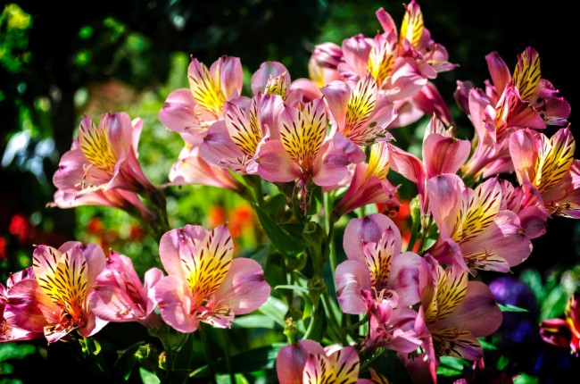 Альстромерия (или альстрёмерия) - цветок необычайной красоты родом из Южной Америки
