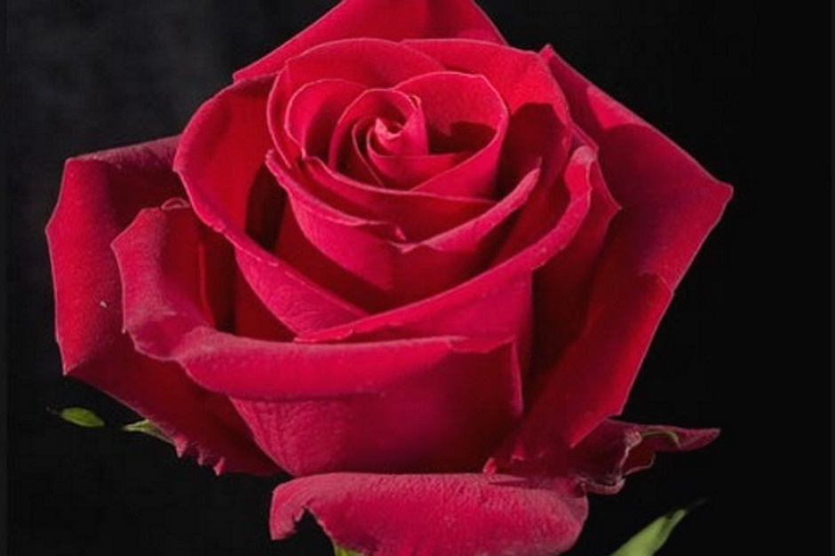 Как вырастить розу из букета в домашних условиях – способы укоренения