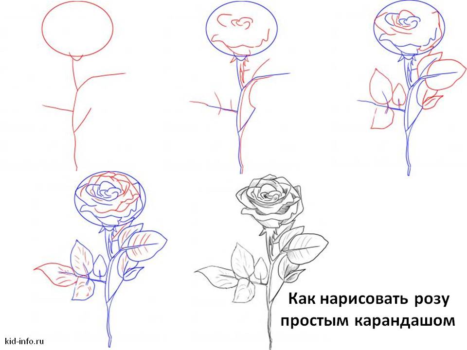 Как нарисовать розу простым карандашом