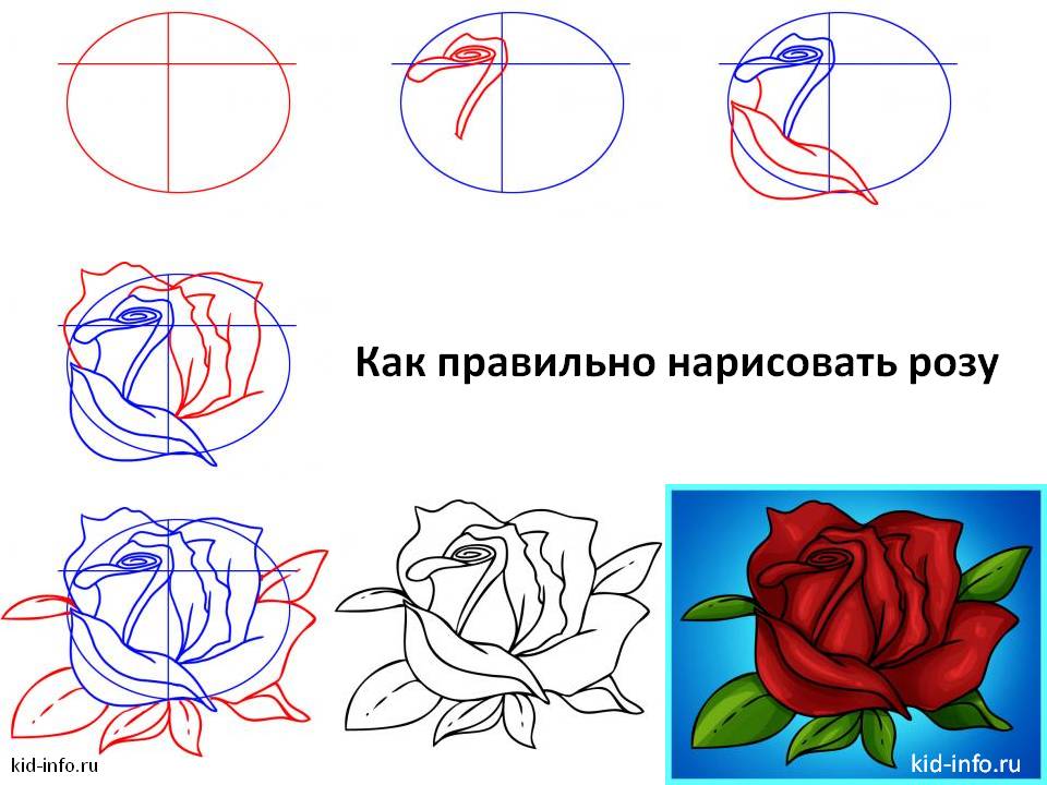 Как правильно нарисовать розу