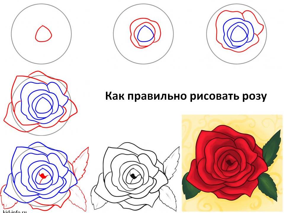 Как правильно рисовать розу