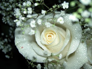 Как правильно дарить белые розы