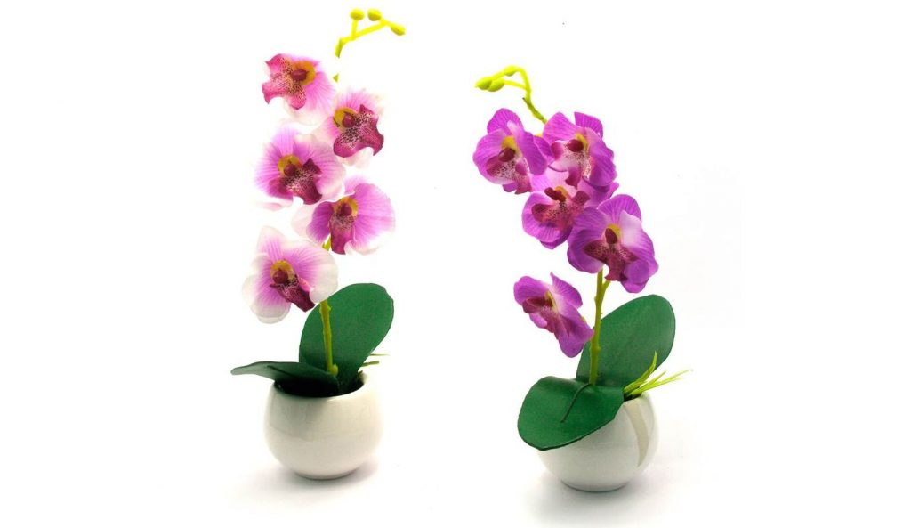 Орхидеи феленопсис