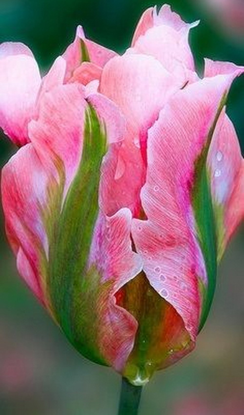 Тюльпан Pink