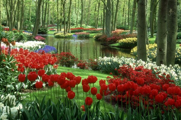 Тюльпаны в саду Кейкенхоф в Нидерландах