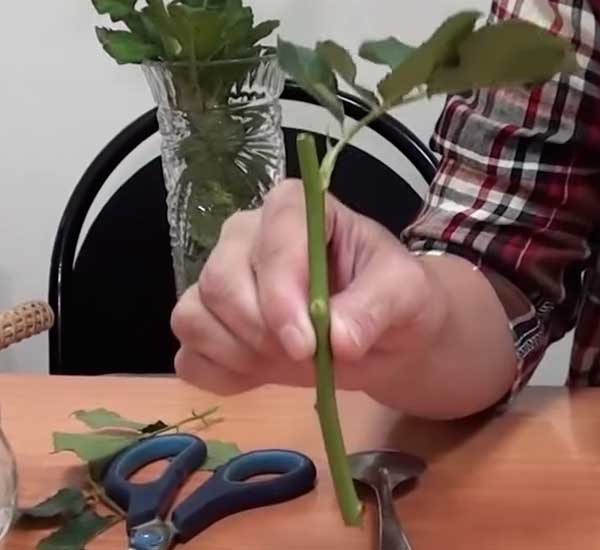 Как вырастить розы из подаренного букета