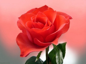 Роза — чувствительное растение