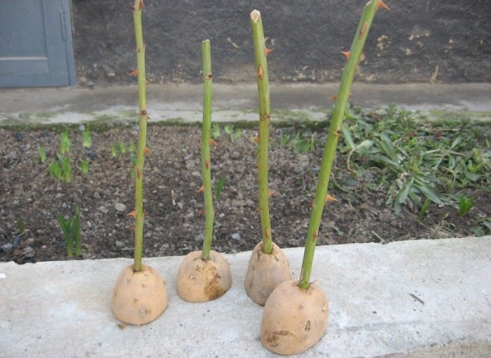 Выращивание черенков роз в картофеле