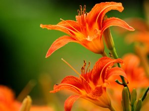 Оранжевые цветы как символ благодарности