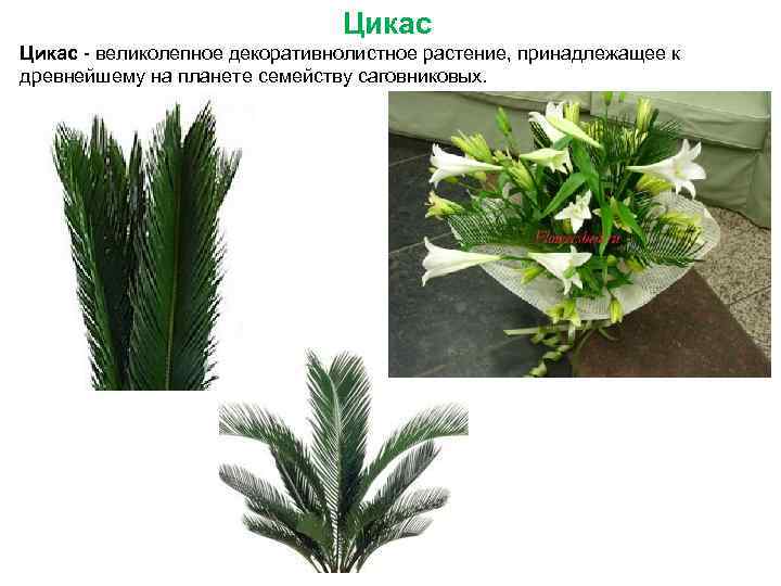 Цикас - великолепное декоративнолистное растение, принадлежащее к древнейшему на планете семейству саговниковых. 