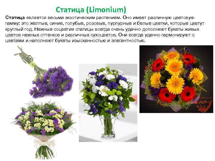 Статица (Limonium) Статица является весьма экзотическим растением. Оно имеет различную цветовую гамму: это желтые,