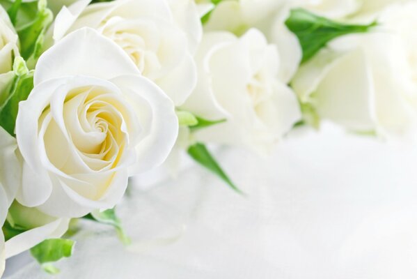 цветы белые розы бутон