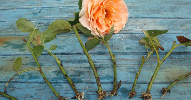 Как вырастить розу из букета - лучшие способы, как можно укоренить черенки