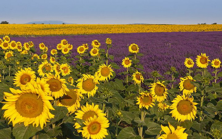 sunflowers-field-in-provence2