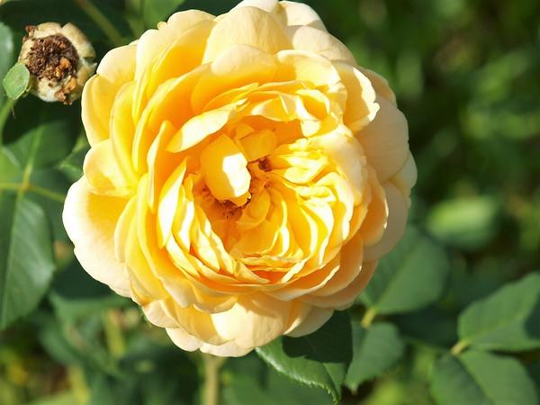 Цветок кустарниковой розы