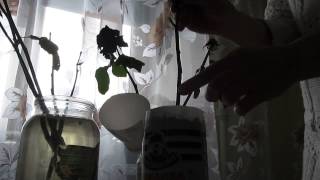 Выращивание розы из черенка из букета. Садовые эксперименты