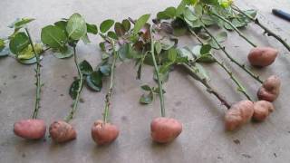 Черенки роз в картошке. ч.1. Rose Cuttings in potatoes. Part 1