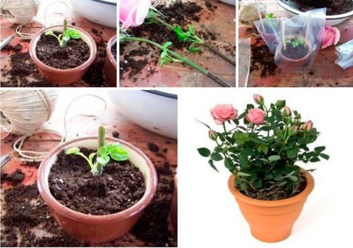 как посадить розу из букета в домашних условиях
