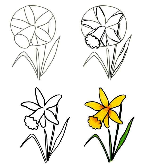 Как нарисовать цветок - Нарциссы, фото 3