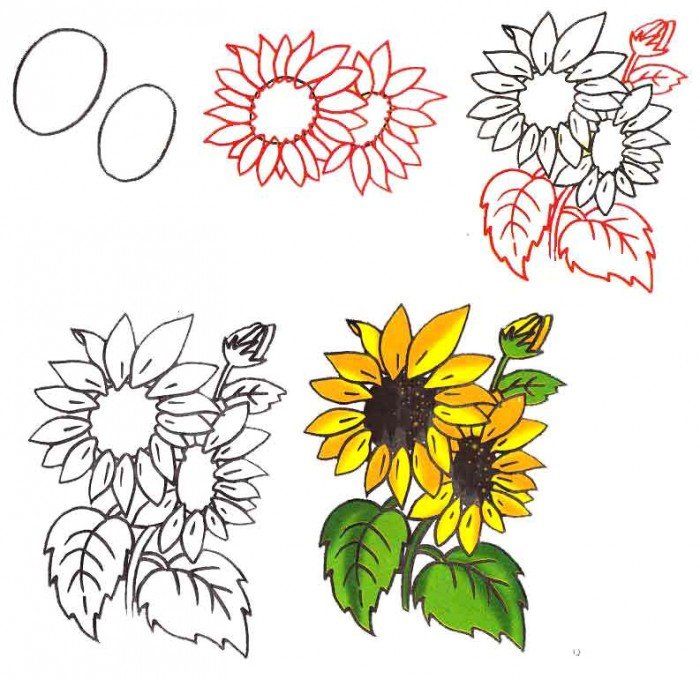 Как нарисовать цветок - Подсолнух, фото