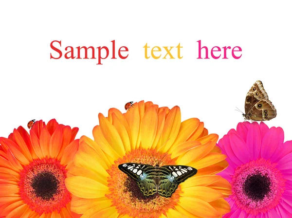 Цветы герберы с бабочками Стоковое Фото