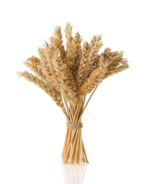 Колосья пшеницы, изолированные на белом фоне — стоковое фото