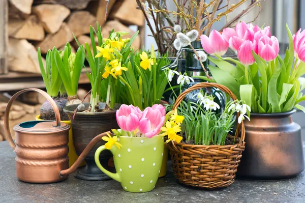 Тюльпаны, подснежники и цветет Нарцисс — стоковое фото