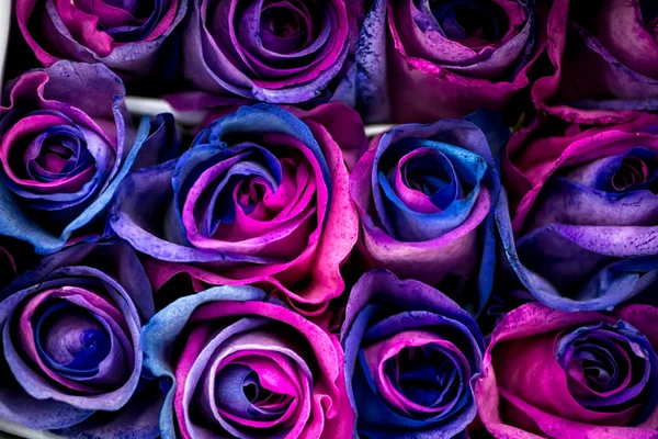 Розы Стоковое Фото