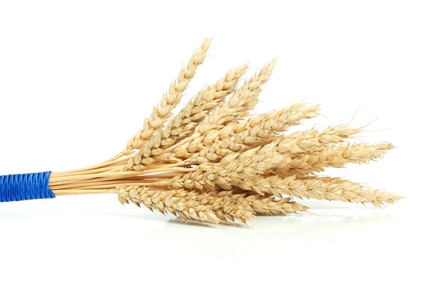 Связка пшеницы — стоковое фото