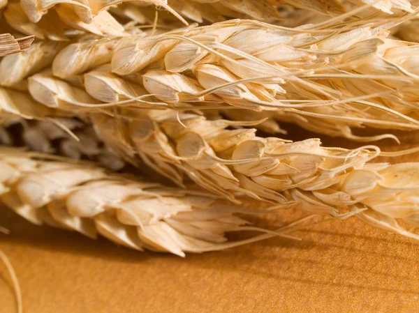 Пшеница, изолированные на желтый — стоковое фото
