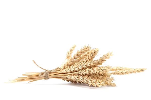 Сноп колосьев пшеницы на белом фоне — стоковое фото