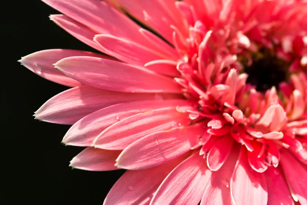 Розовый цветок герберы Лицензионные Стоковые Фото