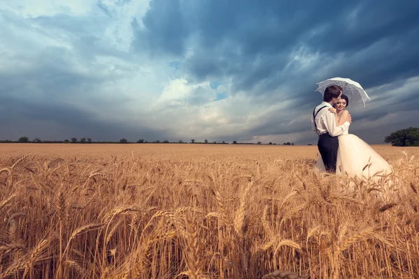 Жениха целовать невесту в поле пшеницы — стоковое фото