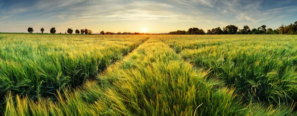 Сельский пейзаж с пшеничным полем на закате — стоковое фото