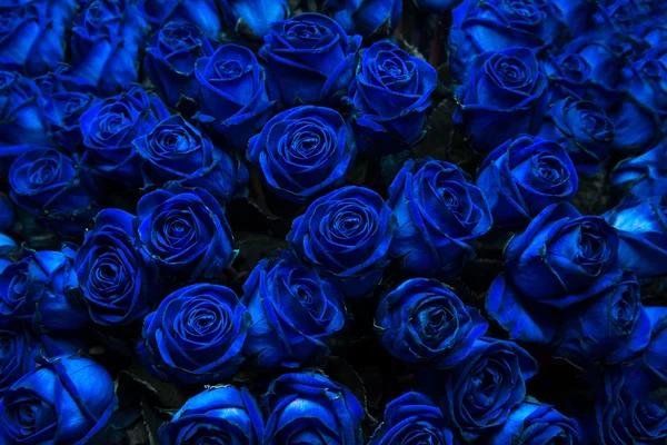 Синие розы Стоковое Фото