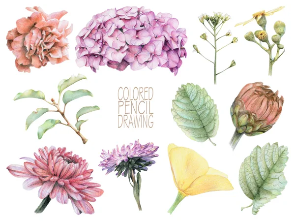 Набор различных Весенние цветы и растения Стоковая Картинка
