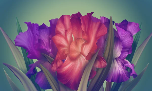 Фантазийные цветы Ирис Лицензионные Стоковые Изображения