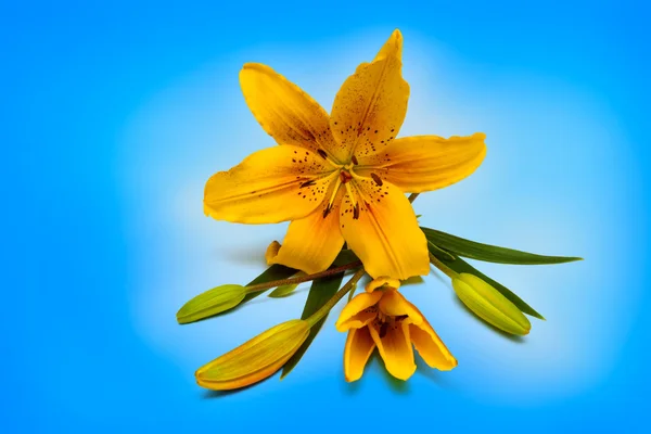 Желтые лилии на фоне Стоковое Фото