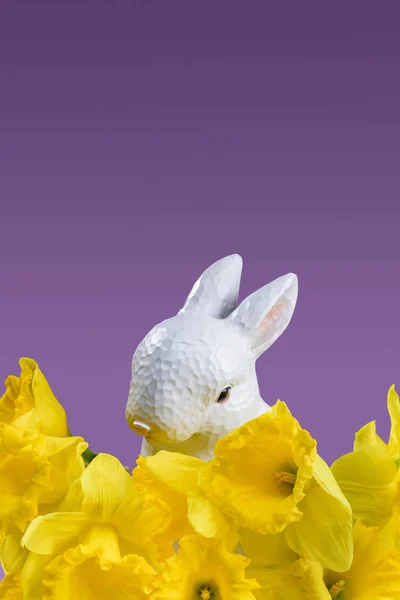 Пасхальный Кролик Желтых Нарциссов Изолированные Фиолетовый — стоковое фото
