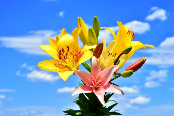 Красивые цветы лилии желтый, красный и розовый против blu Стоковое Фото