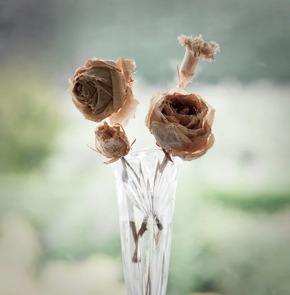 Старый сушеные роз в стеклянной вазе — стоковое фото
