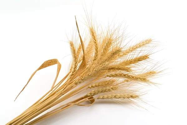 Связка пшеницы — стоковое фото